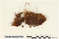 藏品(叢苔科)的圖片